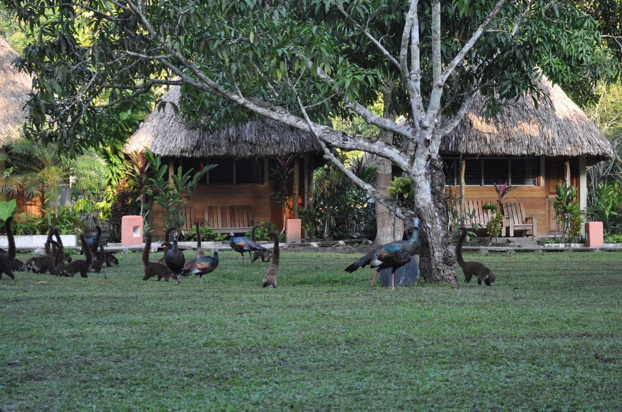 Hotel Tikal Inn Exteriér fotografie